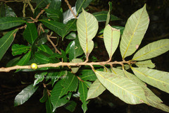 Nothopegia vajravelui